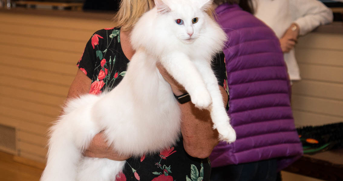 GIC (N)Migoto’s Isabelle, JW NFO w 63 Norsk Skogkattmester (Norwegian Forest Champion) for the 2nd year in a row!