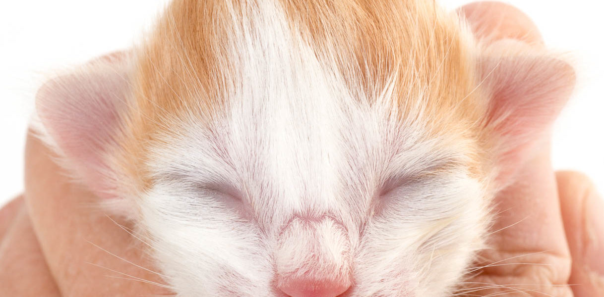 (N) Migoto’s V2 Litter born 2nd of September