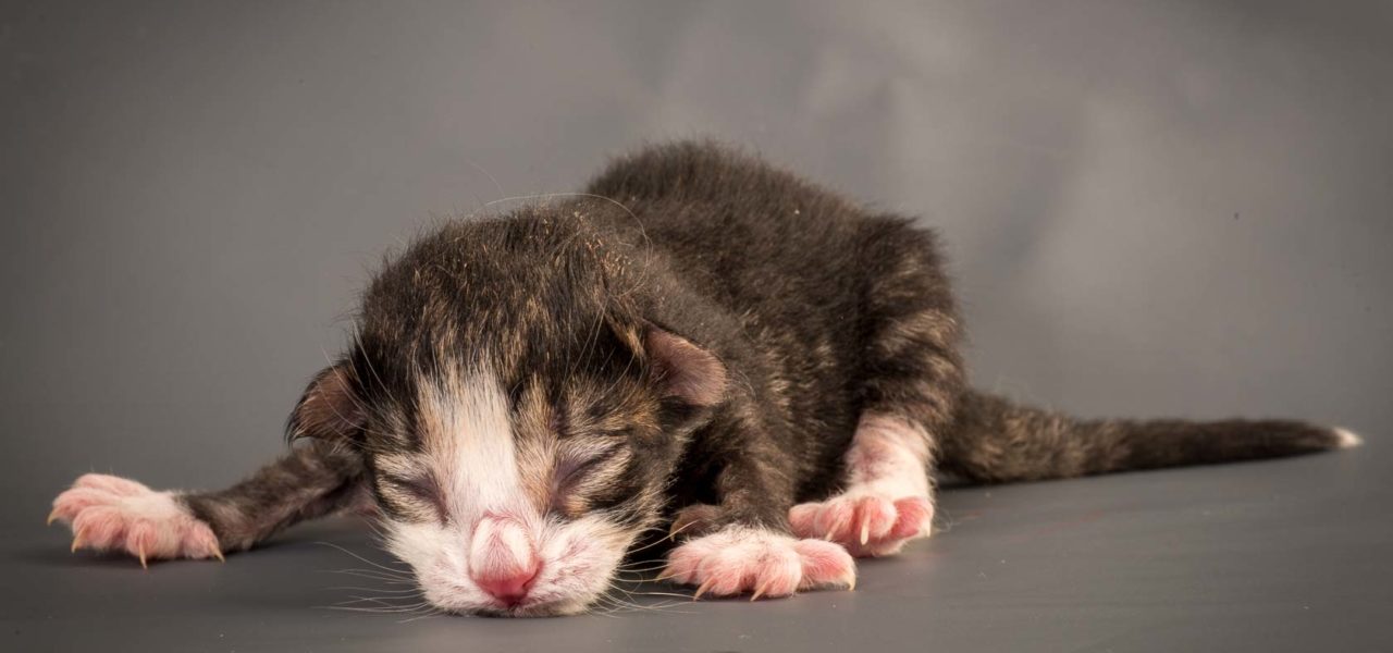 Z2 Litter born 11th of March!