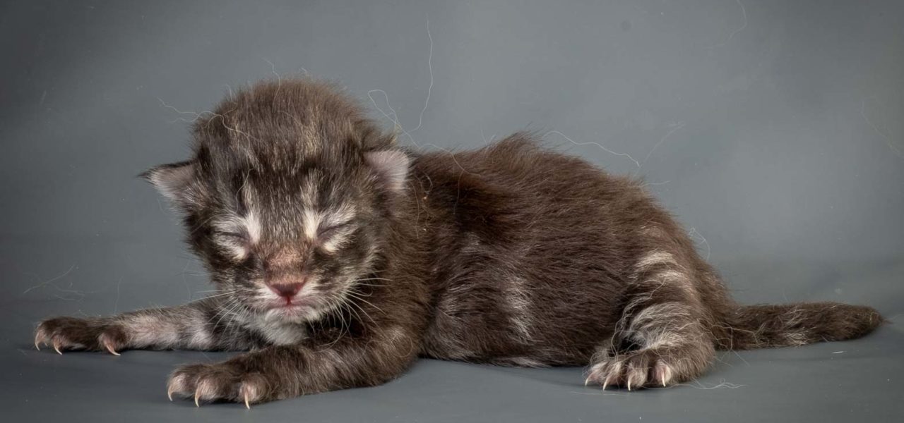 C3 Litter born Nov 11 2018