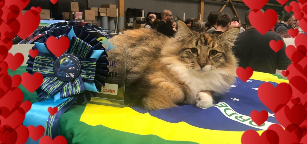 (N)Migoto’s Zandra Junior Winner at Expo Gatogrupo Set 2018 Sep 2 2018 in Brazil!