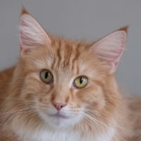 20181201_Elsa_2-5_år-113_