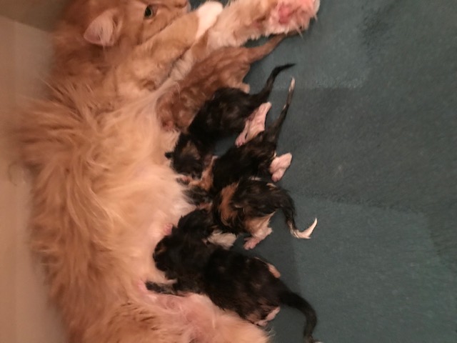 E3 Litter born Dec 5 2018