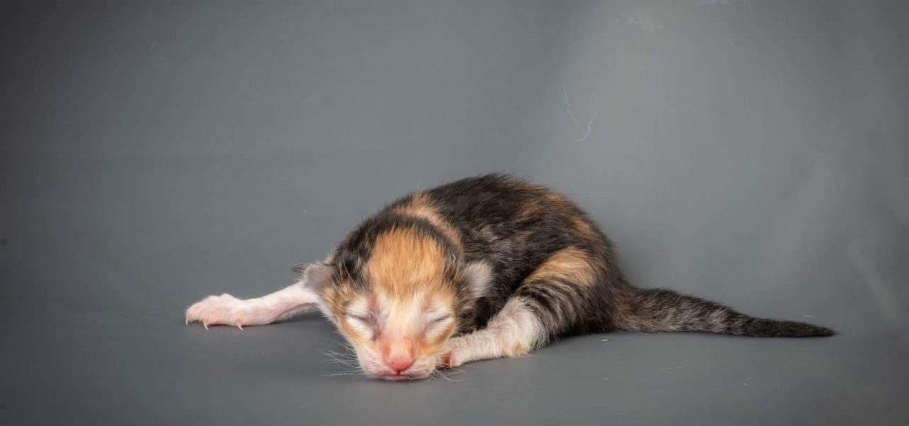 F3 Litter born 7th of February