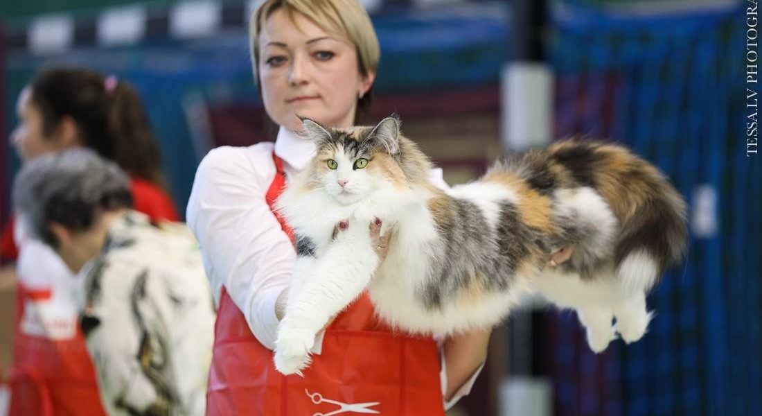 NW SW SC GIC (N )Migoto’s Rikke, JW, DSM, DVM NFO fs 03 22 Best in Show neuter female both days in Tallin feb19.