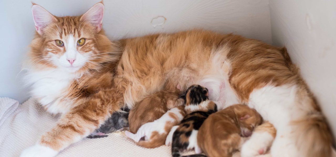 H3 Litter born 6th of April 2019