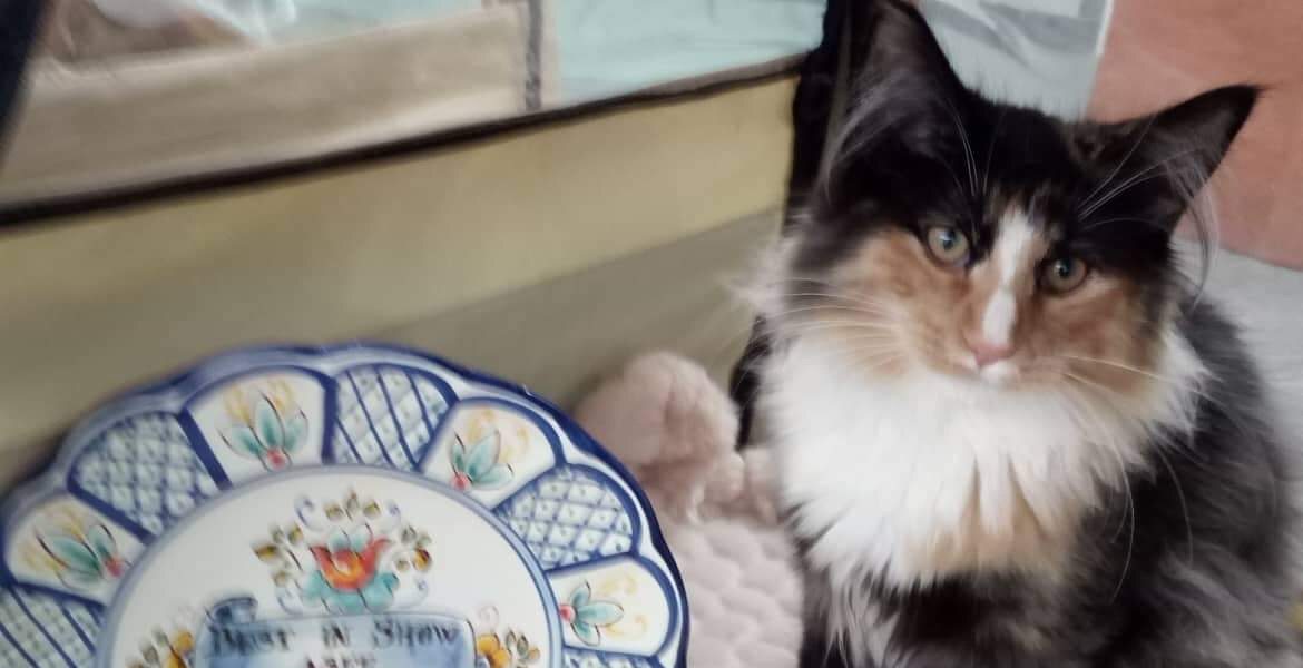 (N )Migoto’s Ellinor NFO f 09 Best in Show kitten  both days in Portugal