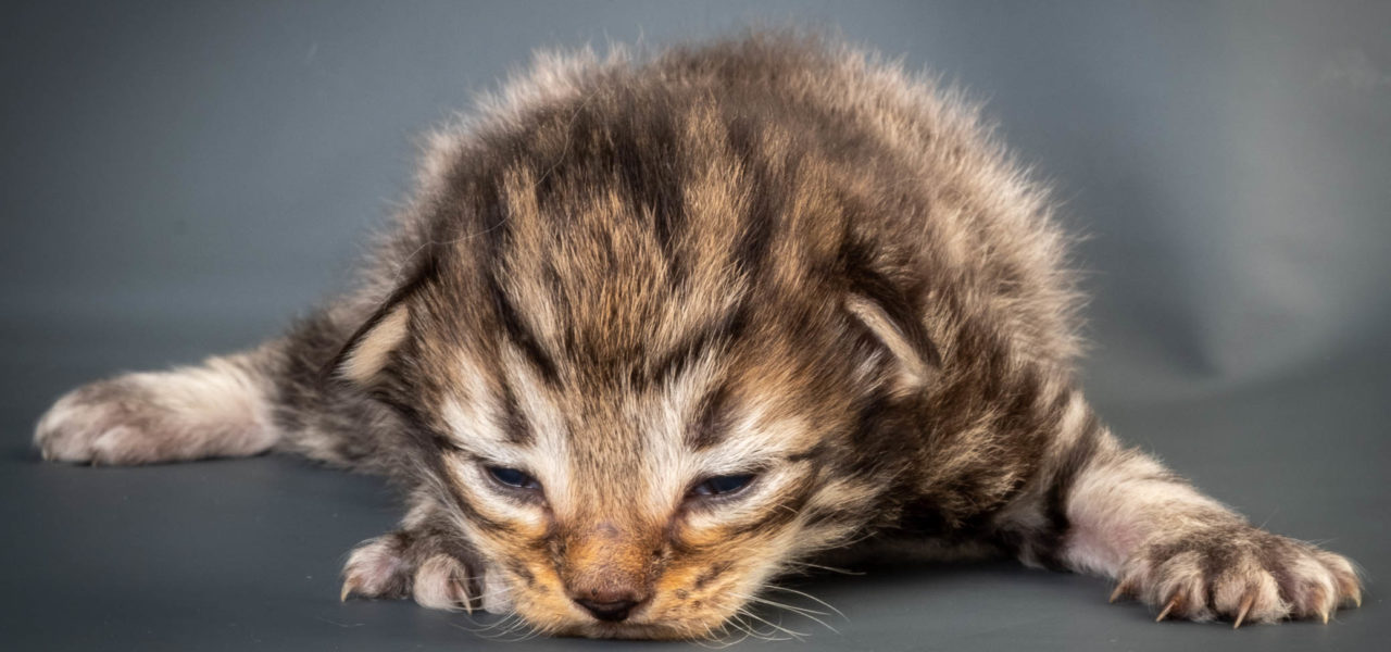 I3 Litter born June 25