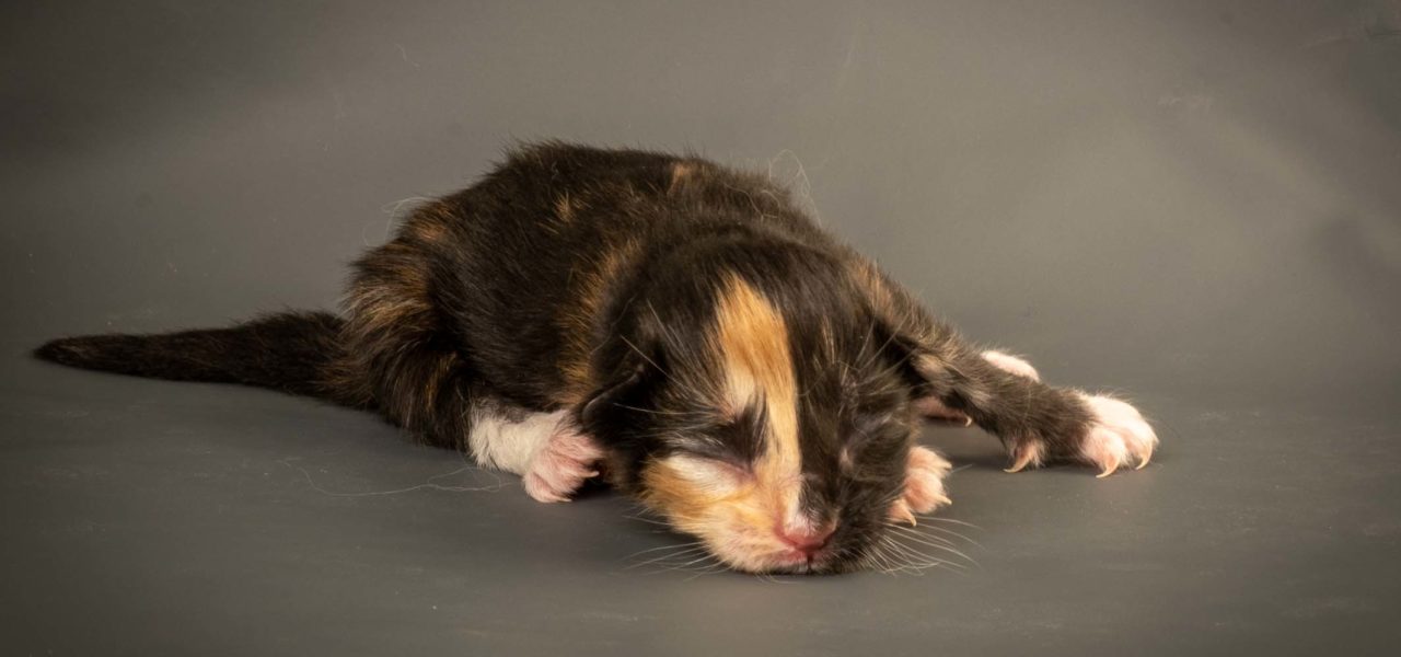 J3 Litter born 24th of May 2020