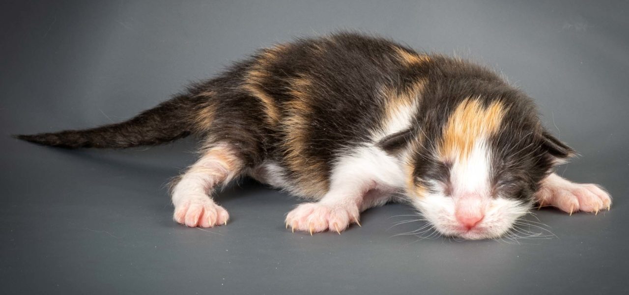 K3 Litter born 7th of June 2020