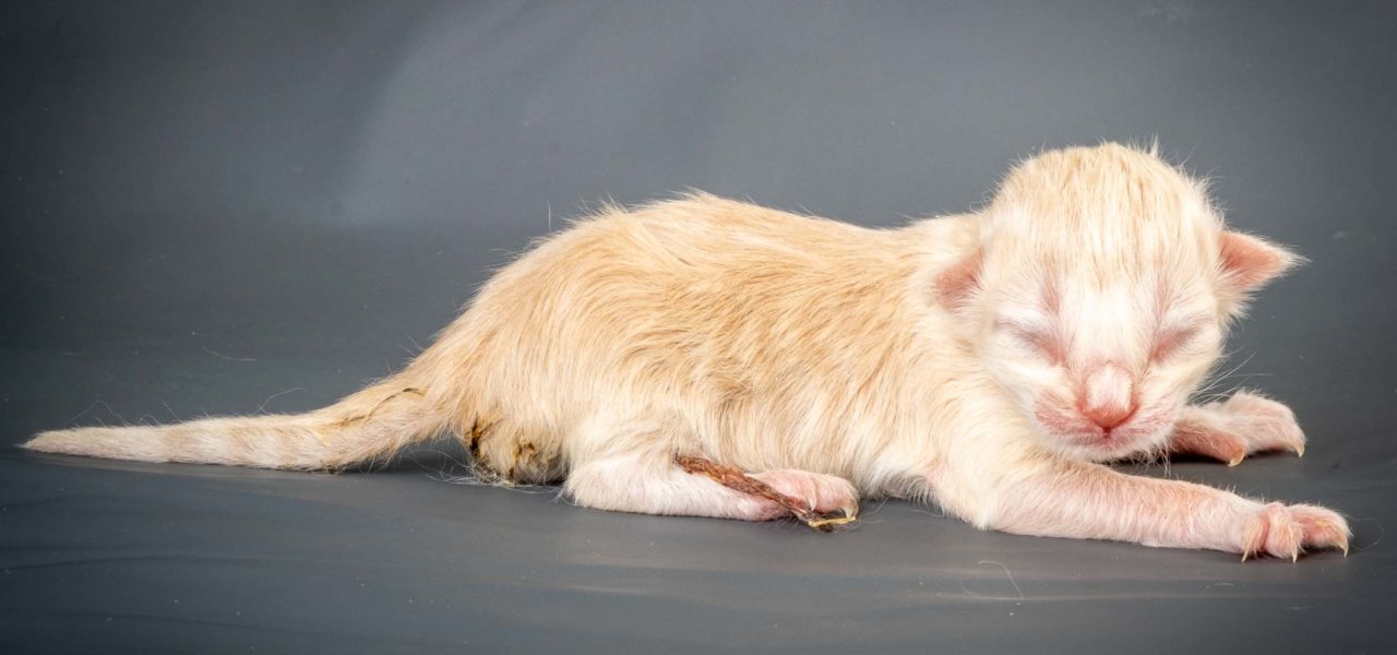 L3 Litter born July 12th 2020
