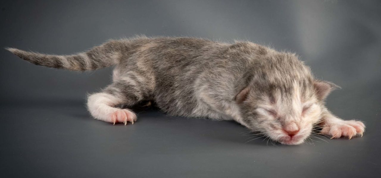 M3-Litter born August 16, 2020