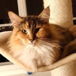Sash_forside