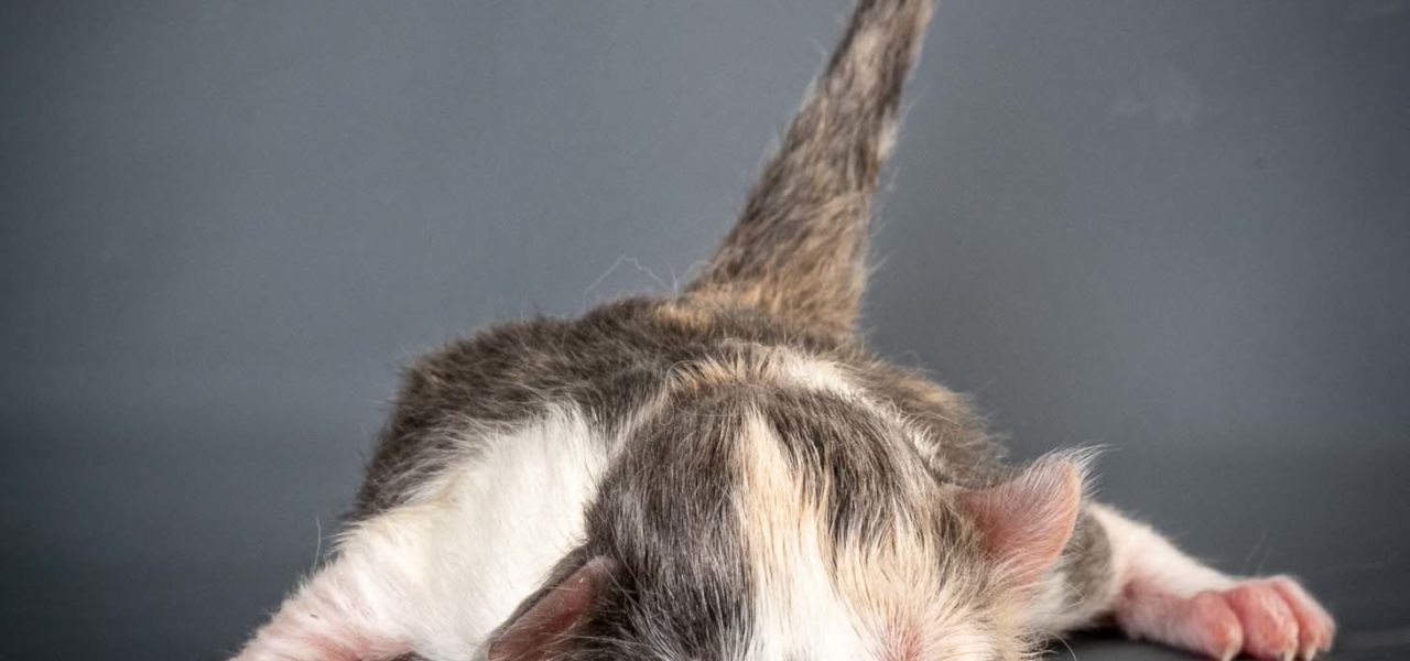 N3-Litter born 20th of December 2020