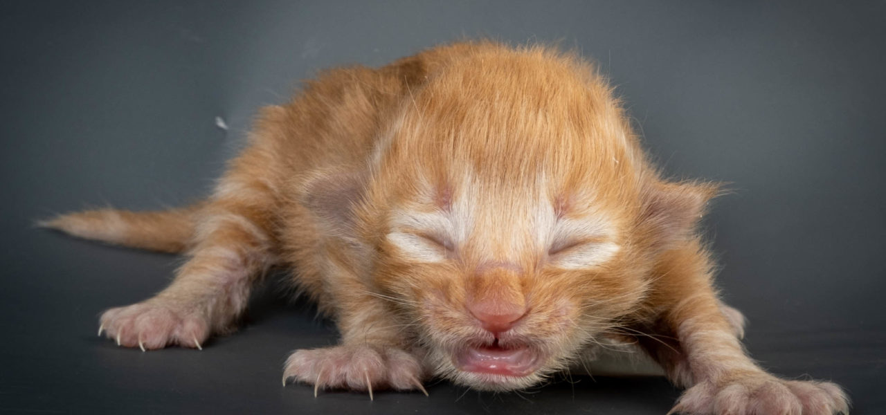 O3 Litter born 7th of March 2021