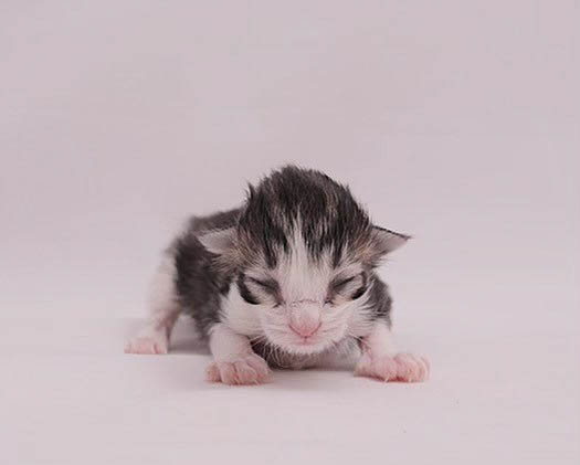 P3 Litter born 9th of March 2021