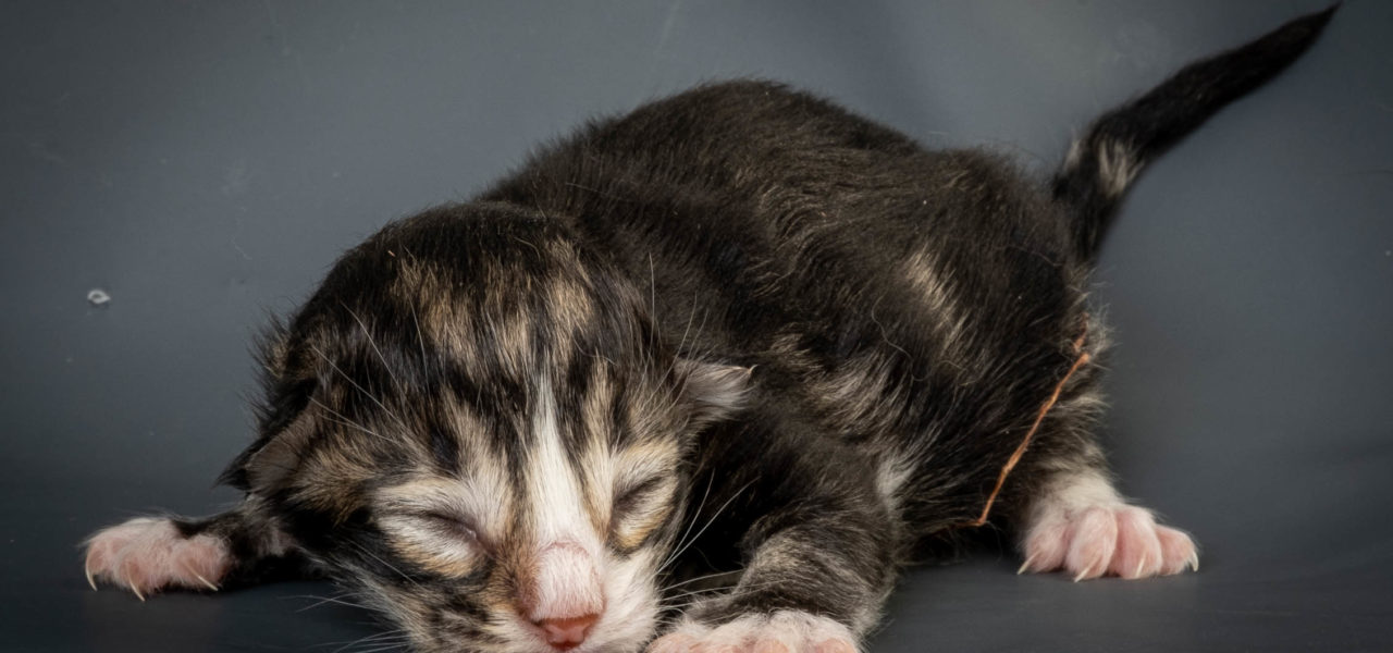 R3 Litter born 24th of March 2021