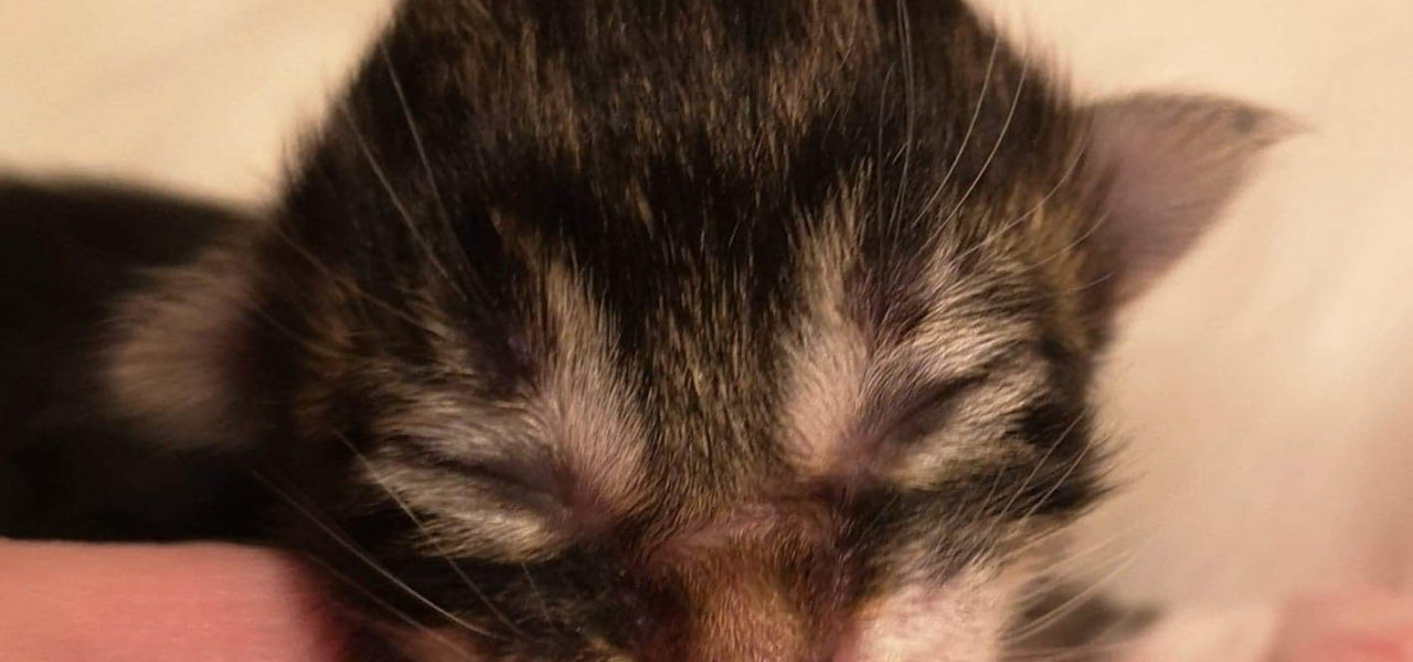 S3 Litter born April 2nd 2021