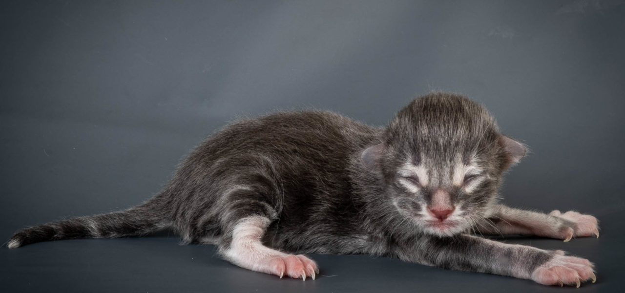 T3 Litter born 14th of June 2021
