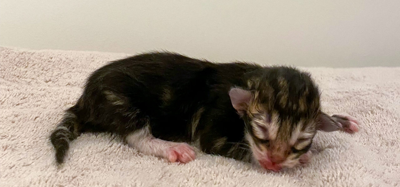 V3 Litter born 13th of September 2021