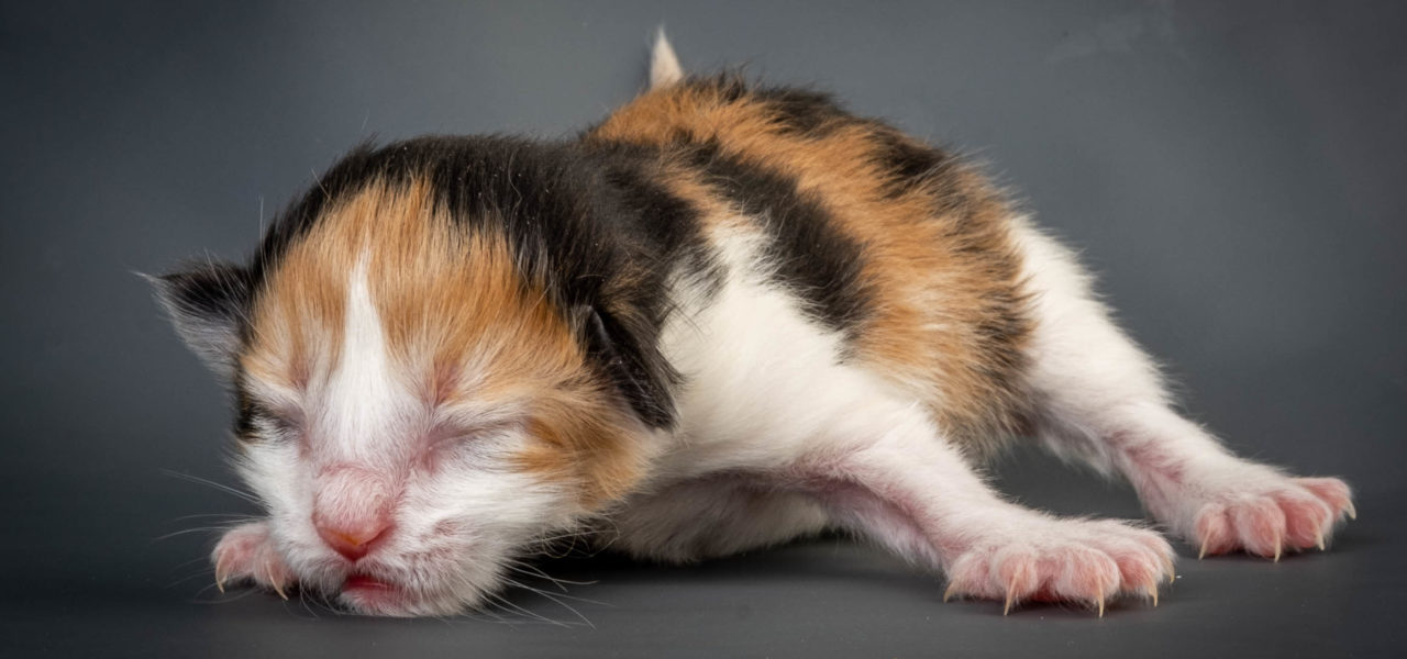 W3 Litter born Nov 7 2021