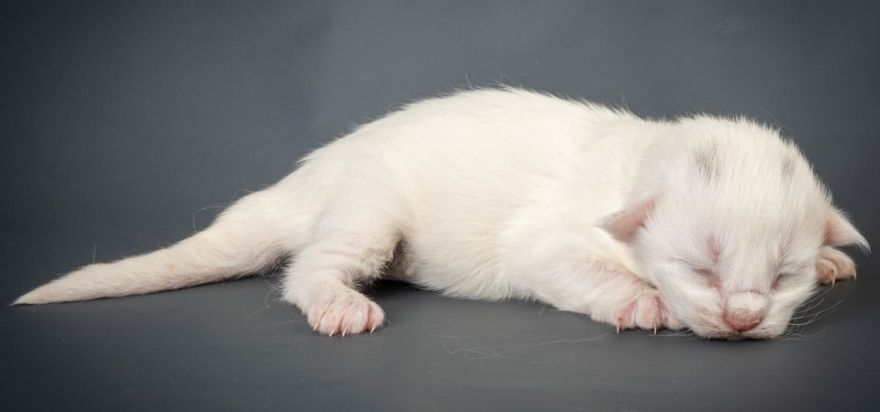 Y3 Litter born Nov 20th 2021