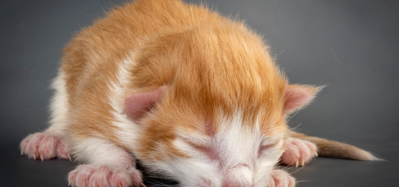 A4 Litter born Nov 30th 2021