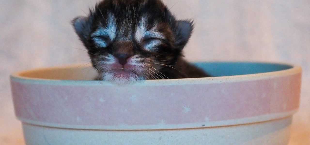 B4 Litter born 17th of February 2022