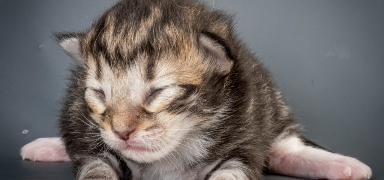 C4 Litter born 22nd of March 2022