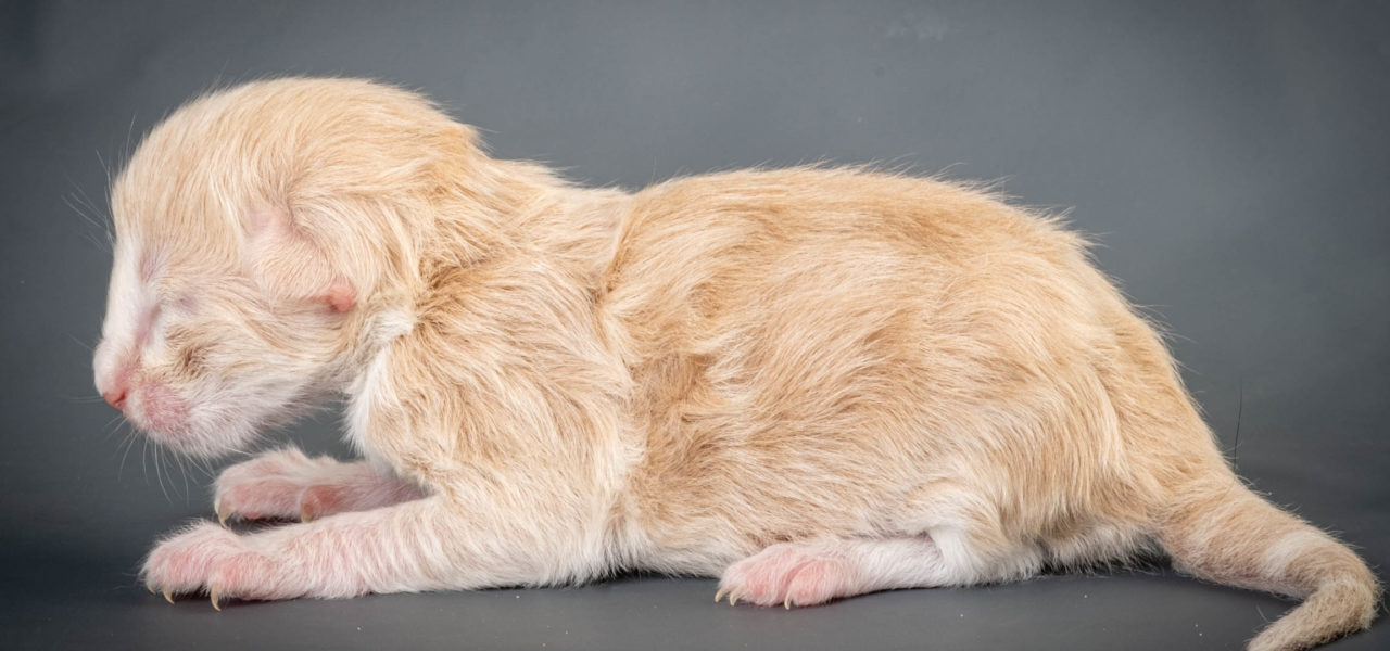 D4 Litter born June 10th 2022
