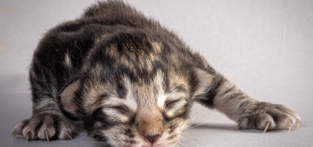 H4 Litter born Oct 30 2022