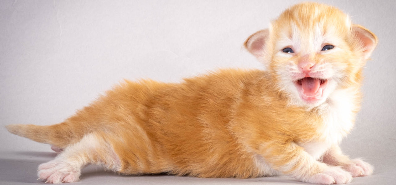 I4 Litter born Nov 30th 2022