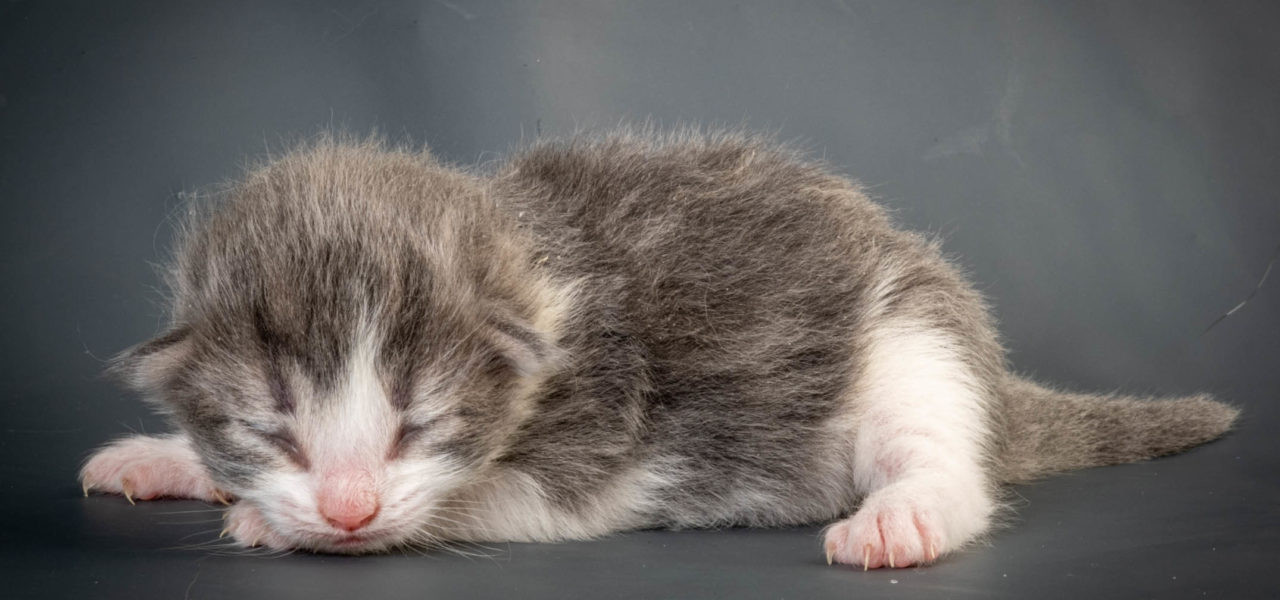 K4 Litter born April 6th