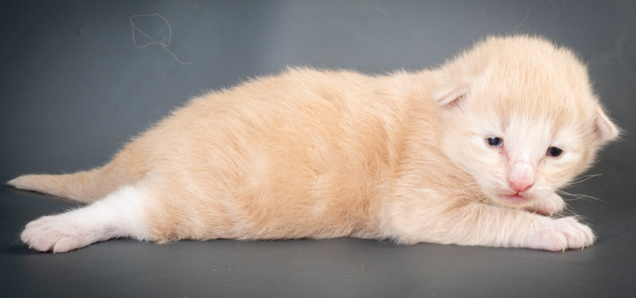 L4 Litter born May 8th 2023
